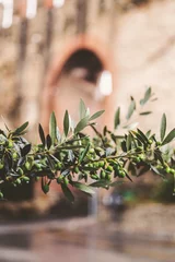 Fototapeten Olive branches in Thessaloniki © EnginKorkmaz