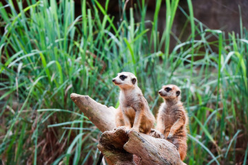 Naklejka na ściany i meble Cute Meekats Playing - Wildlife in Natural Habitat
