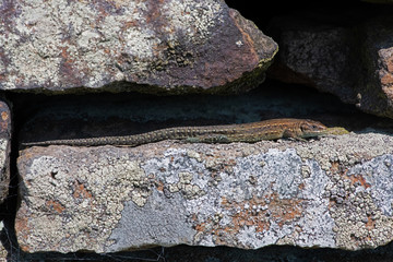 Juvenile Common Lizard (Zootoca vivipara) basking on lichen covered stone wall