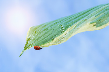 Ladybug on a green leaf against the blue sky. Spring natural concept background