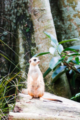 Cute Meekats Playing - Wildlife in Natural Habitat