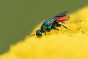 Goldwespe © JuergenL