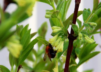 ladybug on a flower