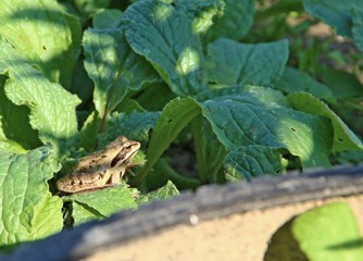 царевна-лягушка