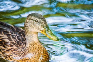 Very close-up portrait of a duck on the water of the emerald water of a lake.