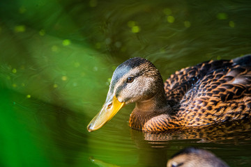 Very close-up portrait of a duck on the water of the emerald water of a lake.