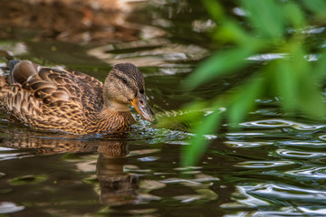 Very close-up portrait of a duck on the water of the emerald water of a lake.