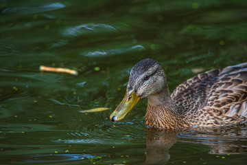 Very close-up portrait of a duck on the water of the emerald water of a lake.