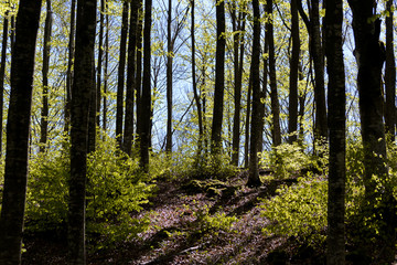 Fototapeta premium The italian forest between Bologna anf Firenze, a really ancient trekking path called 