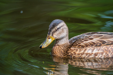 Fototapeta premium Very close-up portrait of a duck on the water of the emerald water of a lake.