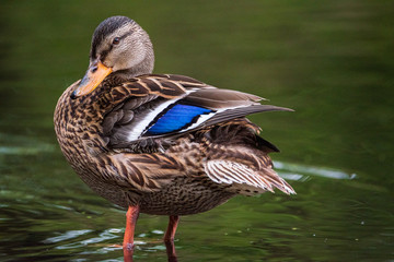 Very close-up portrait of a duck on the water of the emerald water of a lake.