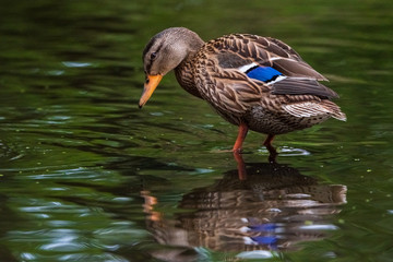 Very close-up portrait of a duck on the water of the emerald water of a lake.