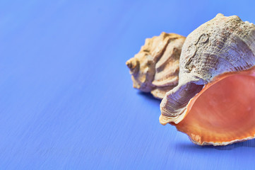 Pair of beautiful empty seashells on blue scratched concrete. Space for text