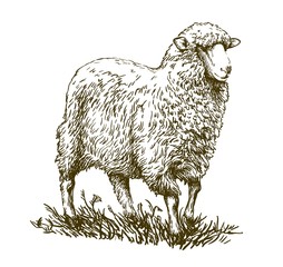 sketch of sheep drawn by hand. animal husbandry