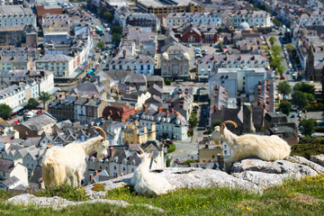 A Trio of Great Orme Goats High Above Llandudno, Wales, GB, UK - 282301140