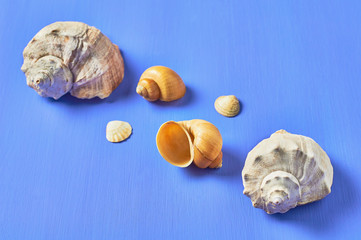 Diagonal row of different beautiful empty seashells on blue scratched concrete