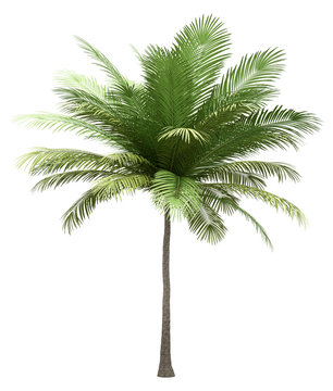 coconut palm tree isolated on white background