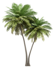 two coconut palm trees isolated on white background - obrazy, fototapety, plakaty
