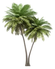 Foto op Canvas two coconut palm trees isolated on white background © Tiler84