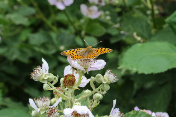 Schmetterling Kleiner Perlmuttfalter, Issoria lathonia