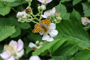 Schmetterling Kleiner Perlmuttfalter, Issoria lathonia