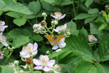 Schmetterling Kleiner Perlmuttfalter, Issoria lathonia