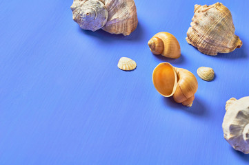 Scattered different beautiful empty seashells on blue scratched concrete. Space for text