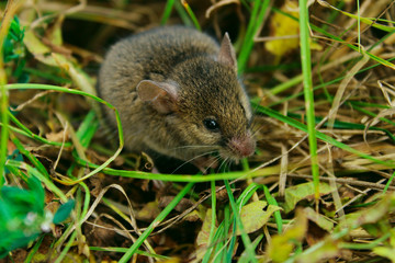 Naklejka na ściany i meble Blurred image of gray little mouse. Animals, rodent, wildlife concept. Gray mouse outdoor.