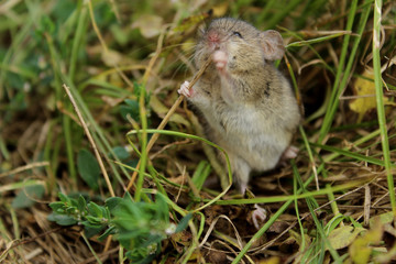 Blurred image of gray little mouse. Animals, rodent, wildlife concept.  Gray mouse outdoor.