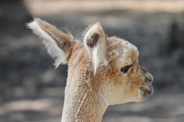Fototapeta premium Kopf eines Alpaca von hinten