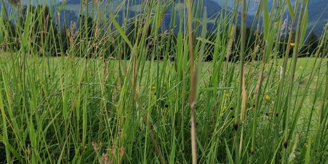 grass in water