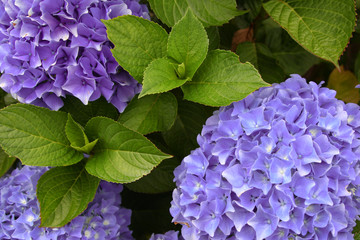 A top view of a smooth hydrangea or wild hortensia violet flowers.