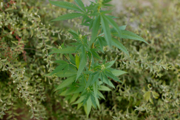 MEDICAL MARIJUANA, cannabis. Green background of leaves.