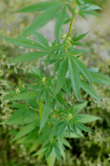 MEDICAL MARIJUANA, cannabis. Green background of leaves.