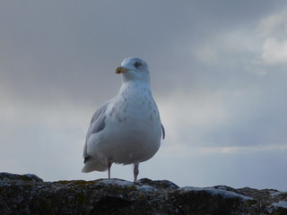 Mouette 