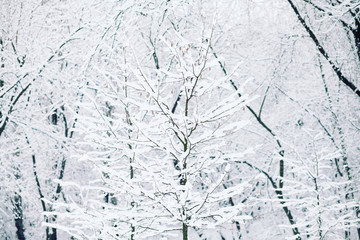 Winter trees in the forest 