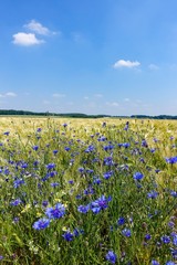 Bandes de fleurs avec des bleuets en fleurs dans un champ de céréales