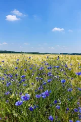 Gartenposter Blau Blühstreifen mit blühenden Kornblumen an einem Getreidefeld