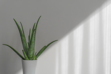 Aloe Vera plant in white pot isolated on white background.