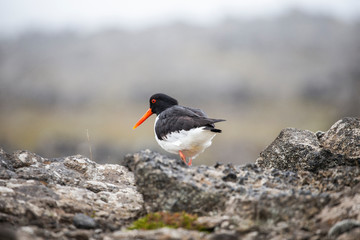 Oyster Catcher