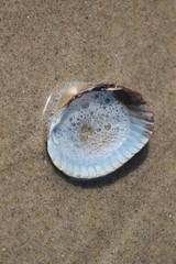 Fototapeta na wymiar Herzmuschel mit Wasserblasen am Strand