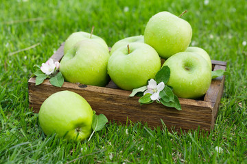 Fresh garden green apples in box