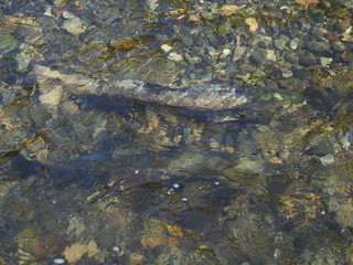 Salmon run