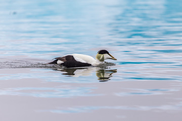 Eider duck in blue