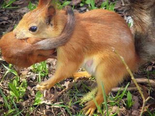 Small a red-haired a squirrel transfers mother. Little squirrel baby is carried by a mom.