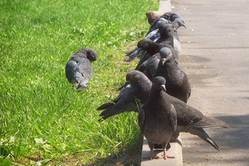Gray doves sitting on the curb in the summer. Pigeons sit in a line beside the road.