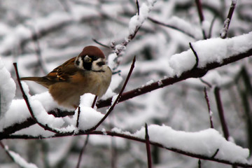 Sparrow sitting on a branch in winter. Little bird in the cold season. Sparrow on a snow-covered branch.