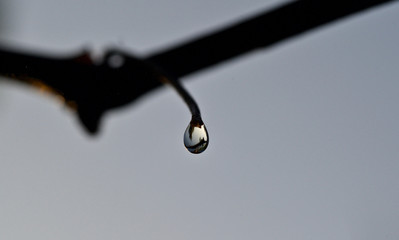 drops of morning dew on a flower close-up