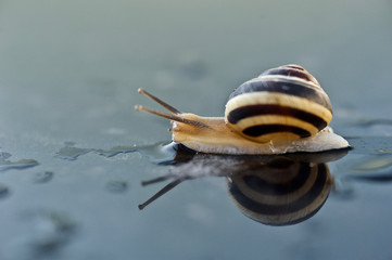 drops of morning dew on the hood and a snail close-up