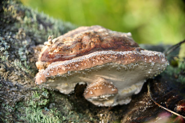 Naklejka premium drops of morning dew on a tree mushroom